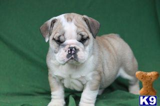 English Bulldog Puppies for Sale